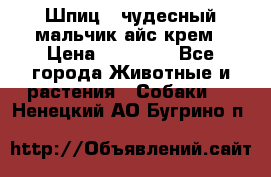 Шпиц - чудесный мальчик айс-крем › Цена ­ 20 000 - Все города Животные и растения » Собаки   . Ненецкий АО,Бугрино п.